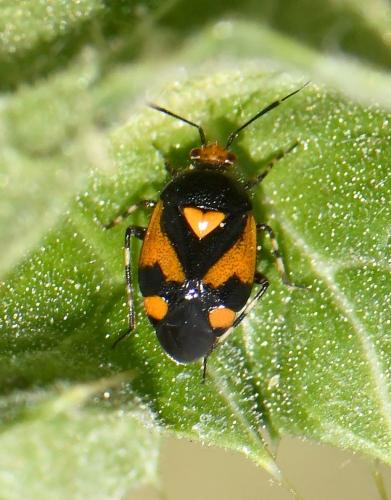 Deraeocoris schach
